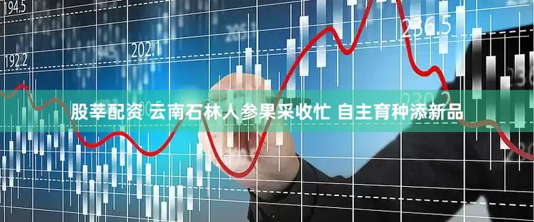 股莘配资 云南石林人参果采收忙 自主育种添新品